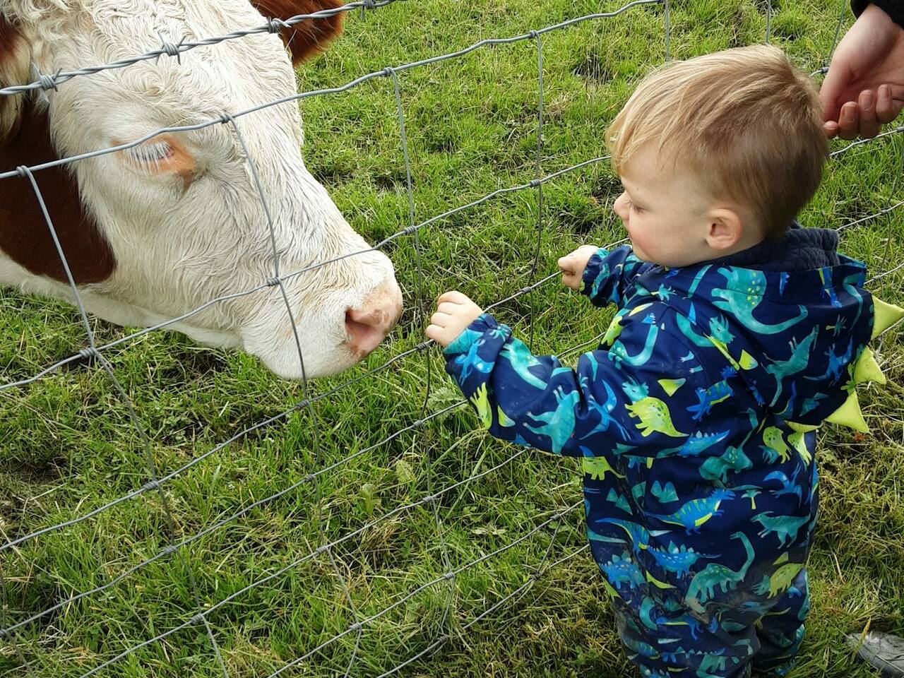 Meeting cows